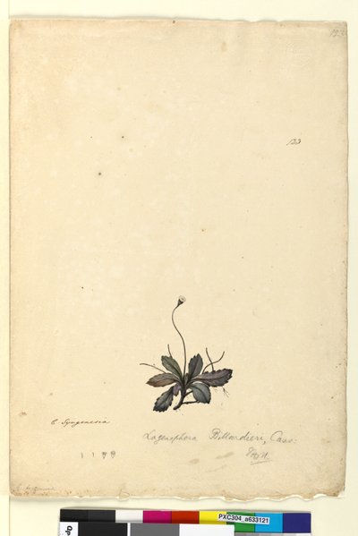 Page 123. Lagenophora billardieriLagenophora gracilis by John William Lewin